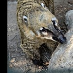 Pedro le Coati. חוטמן חום